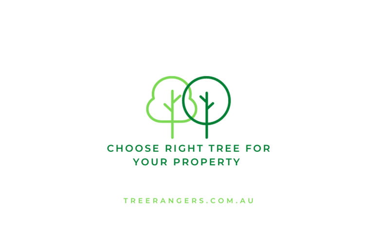 Choose right tree for your property - Tree Rangers.jpg