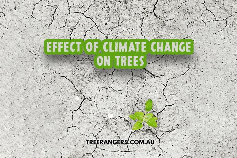 Effect of climate change on trees - tree rangers