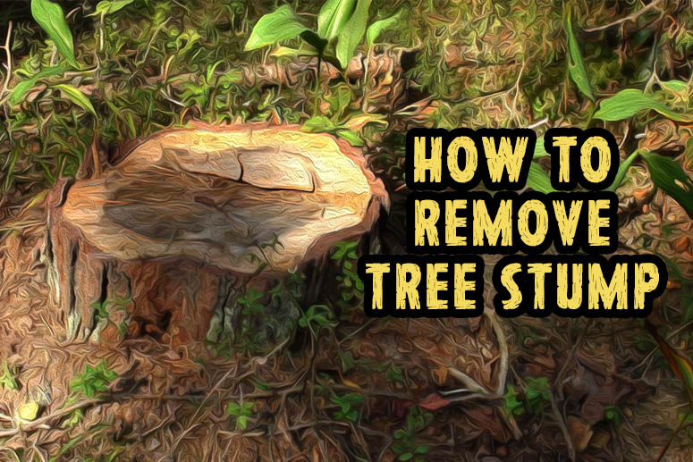 HOW TO REMOVE A STUMP - TREE RANGERS