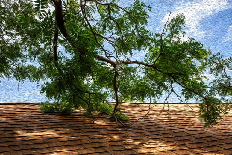 How to prevent tree branches from damaging your roof