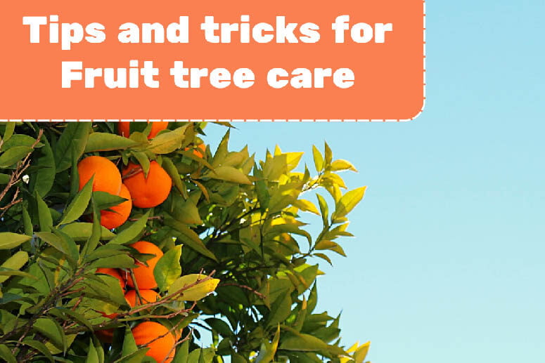 how-to-plant-and-care-for-fruit-trees-tree-rangers