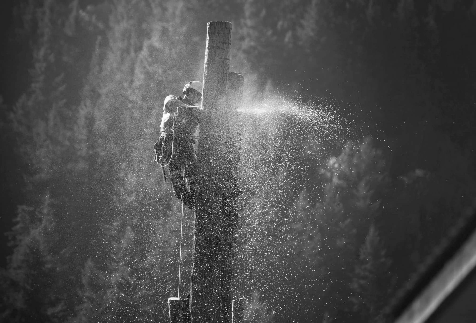 How does a professional arbotist remove a tree?